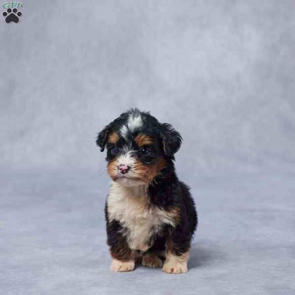 June, Mini Bernedoodle Puppy